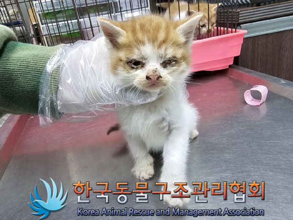 한국동물구조관리협회_441409202301827